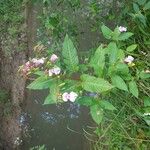 Impatiens glanduliferaFlower