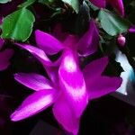 Schlumbergera truncata Цвят