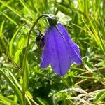 Campanula scheuchzeri Flower