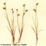 Juncus hybridus Natur