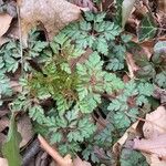 Geranium robertianumЛіст