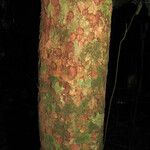 Bocoa viridiflora Kabuk