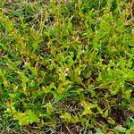 Torenia crustaceaΛουλούδι