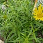 Buphthalmum salicifolium Hoja