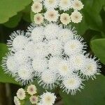 Ageratina adenophora Цвят