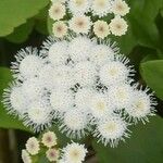 Ageratina adenophora Květ