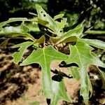 Quercus falcata Leaf