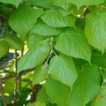 Tilia × europaea পাতা