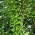 Aristolochia macrophylla Habitat