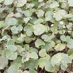 Hydrocotyle leucocephala Leaf