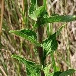 Campanula bononiensis Leaf