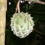 Annona mucosa Gyümölcs