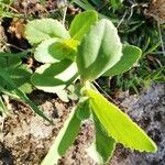 Euphorbia helioscopiaLeaf