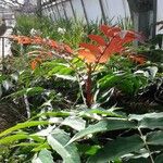 Rhododendron maddenii Habit