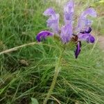 Prunella hastifolia Fula