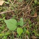 Sida cordata Frunză