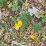 Hieracium sabaudum Žiedas