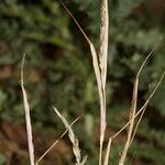 Sporobolus vaginiflorus Arall
