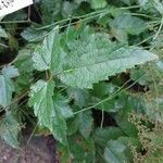 Astilbe simplicifolia Blad