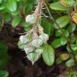 Rubus vestitus Lorea