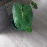 Philodendron hederaceum Folha