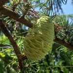 Cedrus deodara Fruchs