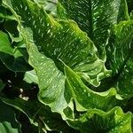 Zantedeschia rehmannii Leaf