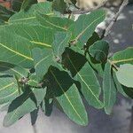 Angophora hispida Blad