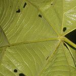 Quararibea cordata Blatt