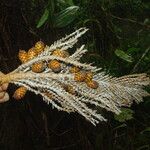 Raphia textilis Fruto