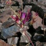 Allium acuminatum Fleur