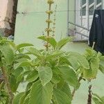 Coleus barbatus Leht