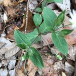 Stellaria pubera Leaf