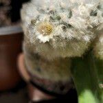 Mammillaria plumosa 花