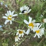Anthemis cotula Flower