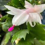 Schlumbergera truncata Fruto