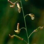 Crotalaria lanceolata Žiedas