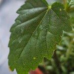 Acer pseudoplatanus Liść