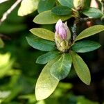 Rhododendron maximum 葉