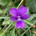 Viola bubanii Цветок
