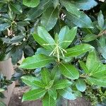 Arbutus canariensis Leaf