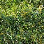 Acacia spirorbis 花