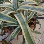 Agave americana Fulla