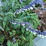 Salvia leucantha Flower