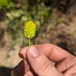 Polygala lutea 花