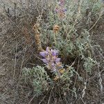 Lupinus formosus Hábito