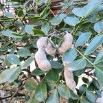 Sophora secundiflora Плод