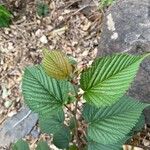 Melochia nodiflora Hoja