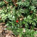 Ruscus aculeatusPlod