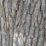 Quercus petraea Bark
